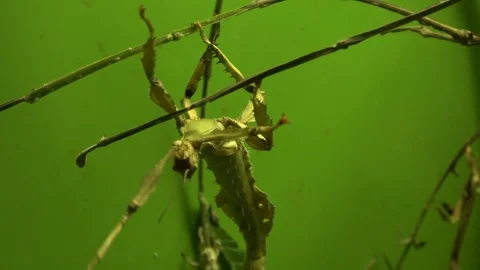 Walking stick insect extreme close up, magnification Stock Footage 100922886