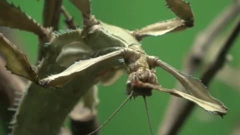 Walking stick insect , extreme close up, magnification Stock Footage 100922930