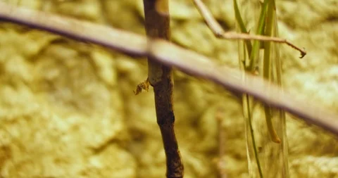 Walking stick insect , extreme close up, magnification Stock Footage 106289641