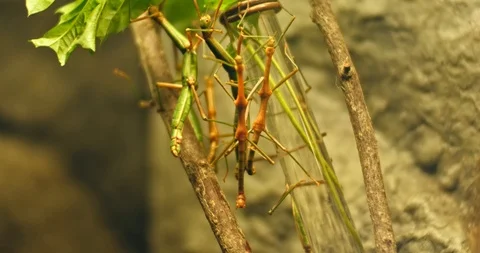 Walking stick insect , extreme close up, magnification Vídeo Stock 106289689