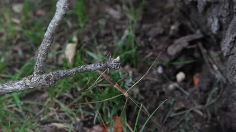 Walking Stick Insect Vidéo 64256782