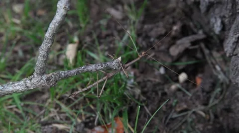 Walking Stick Insect Stock Footage 64256786