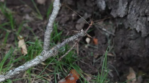 Walking Stick Insect Stock Footage 64256789