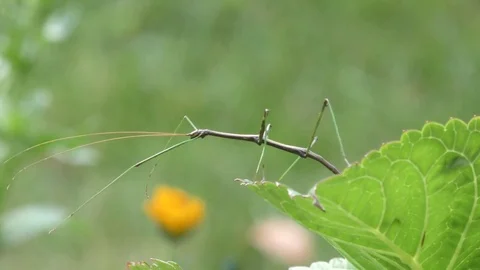 Walking stick insect Stock Footage 81225685