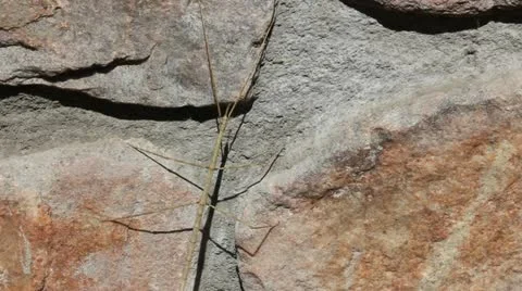 Walking Stick Insect   (HD) Stock Footage 20584935
