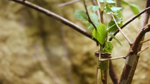 Walking Stick insect. Image of a siam giant stick insect on leaves on nature Stock Footage 103054075