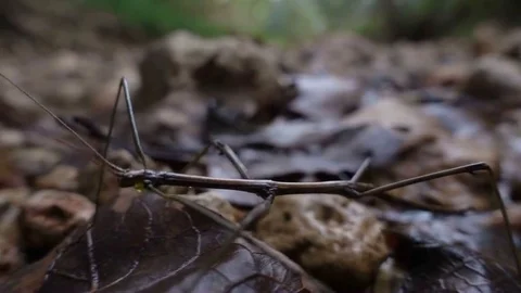 WALKING STICK INSECT SLOW MOTION SHALLOW DOF Stock Footage 69143133