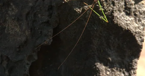 Walking Stick, Long Antennae Stock Footage 235629608