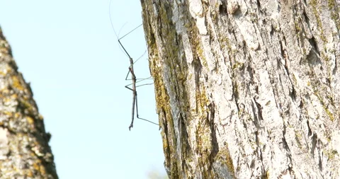 Walking Stick Moving Up Tree, Exits Stock Footage 235637784