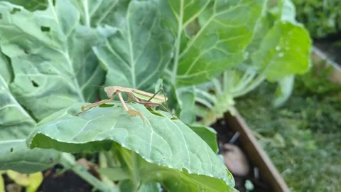 Walking stick in an organic garden Stock Footage 294260437