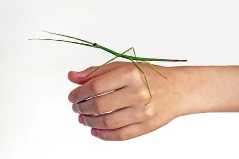 Walking stick Stock Photos