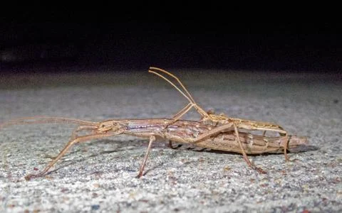 Walking Stick.. Foto stock