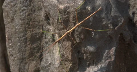 Walking Stick, Resting on Rock Stock Footage 235624206