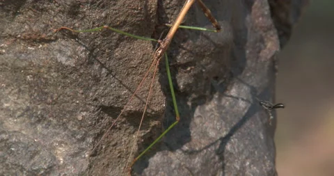 Walking Stick Resting on Rock, Small Wasp Approaches Stock Footage 235626147