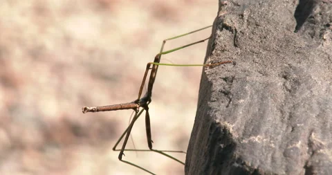 Walking Stick On Side of Rock, Looking to Rear Stock Footage 235634043