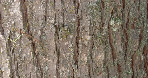 Walking Stick on Tree, Quickly Moves Across Frame Stock Footage 235637068