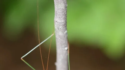 Walking Stick walking up limb Vídeos de archivo 117424091