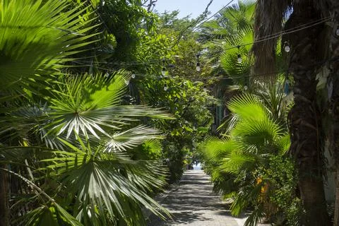 Walking stone path to the beach with trees and bushes on the side decorated b Stock Photos