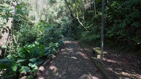 Walking on a stone path through dense, tropical rainforest Stock Photos