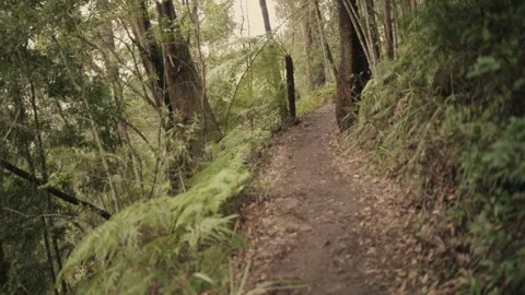 Walking up Stone Staircase on Mountain Forest Trail - Stabilised Stock Footage 145887374