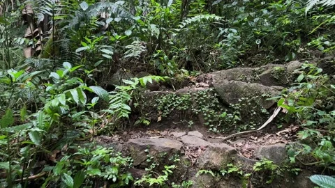 Walking Up Stone Steps in Lush Tropical Rainforest, Scenic POV Shot Stock Footage 324849871