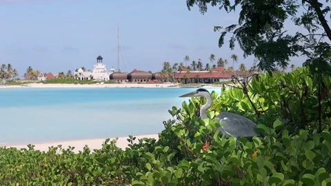 Walking stork  Maldives Stock Footage 171070560
