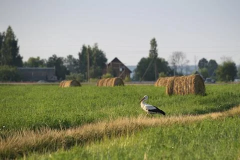 Walking stork Stock Photos