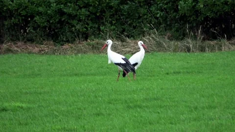Walking storks in the grassland Stock Footage 221018310