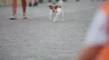 Walking on the street HD Footage