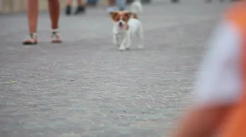 Walking on the street Stock Footage 8600528