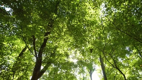 Walking in summer forest Stock Footage 101130462