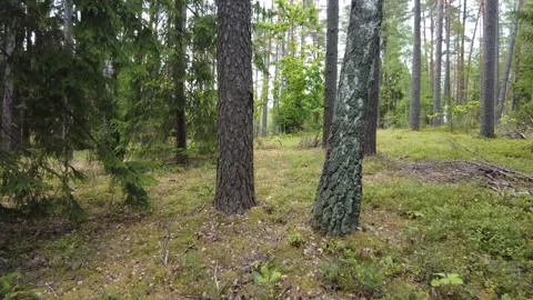Walking in Summer Forest Off Trail Stock Footage 261387673