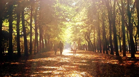 Walking in the Sun Along the Tree Lined Path Stock Footage 49932468