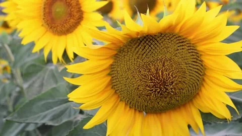 Walking in sunflowers field Stock Footage 135400700