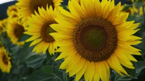 Walking in sunflowers field Stock Footage 135401510
