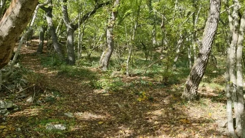 Walking in Sunny Forest with Birch Trees and Leaf Shadows Stock Footage 320730350