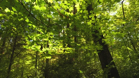 Walking in a Sunny Forest Stock Footage 251354476
