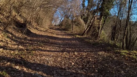 Walking in a sunny mountain trail surrounded by trees and foliage Stock Footage 296500739