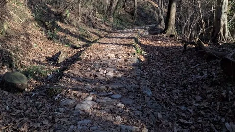 Walking in a sunny mountain trail surrounded by trees and foliage Stock Footage 296500740