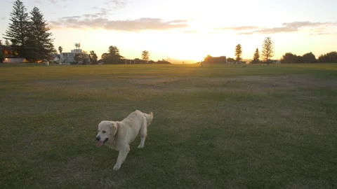 Walking at sunset large Gilden Retriever slow motion 4K Stock-Footage 155082032