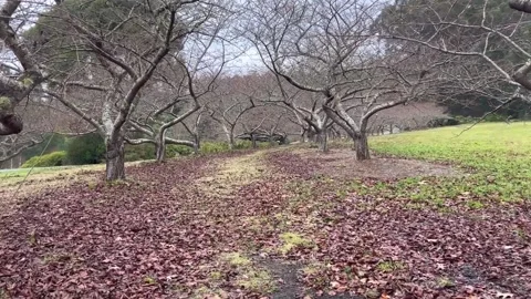 Walking surrounded by winter trees and leaves. Stock Footage 243806290