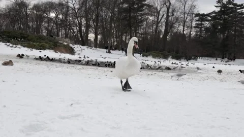 Walking Swan on the frozen lake 1 Stock Footage