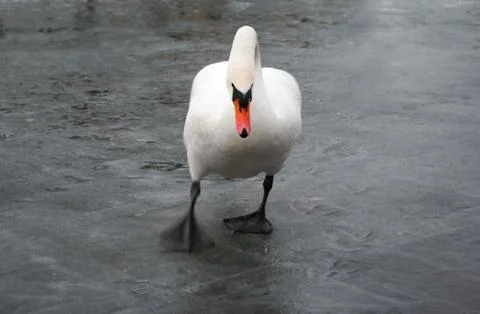 Walking swan Foto stock