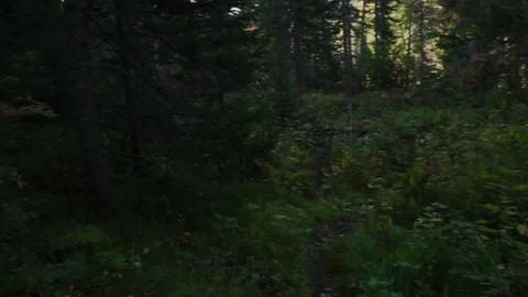 Walking in taiga Stock Footage 81662604