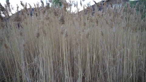 Walking by tall grass Stock Footage 274113770