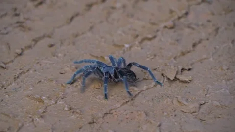 Walking Tarantula Stock Footage 73291649