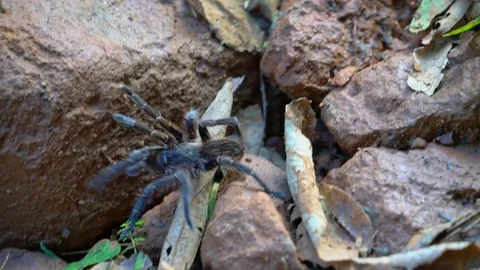 Walking Tarantula Video stock 73291657