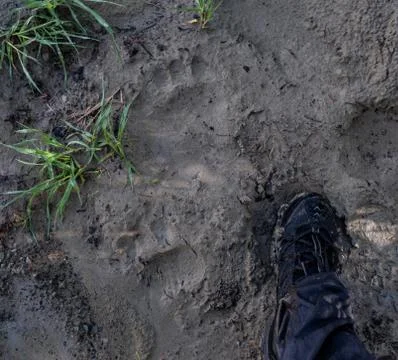Walking into Thick Muddy Patch Foto stock
