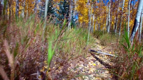 Walking though an Aspen forest, First person point of view. Stock Footage 56206489