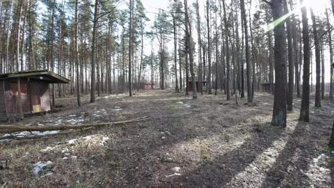 Walking-through-abandoned-cabins-in-pine-forest-007 Stock Footage 330763043
